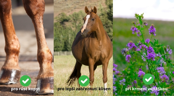 benefity-krmeni-pivovarskou-kvasnici